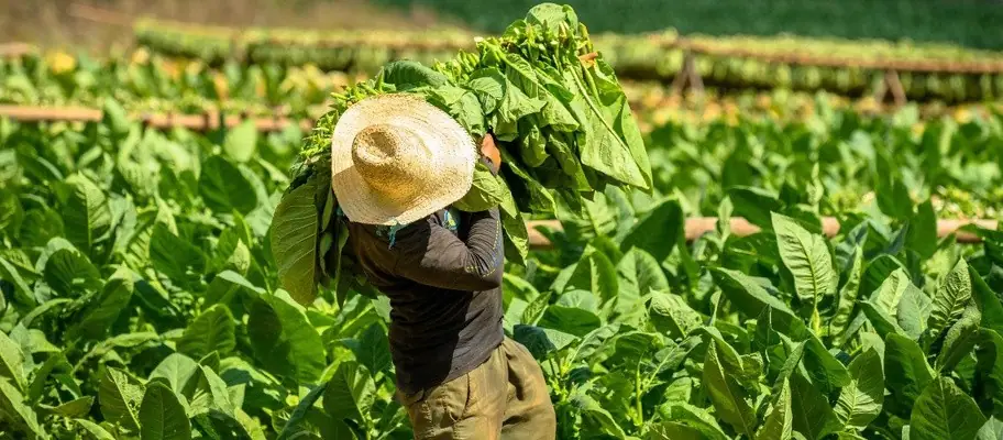 A grower carrying a freshly reaped bundle of tobacco leaves through the field