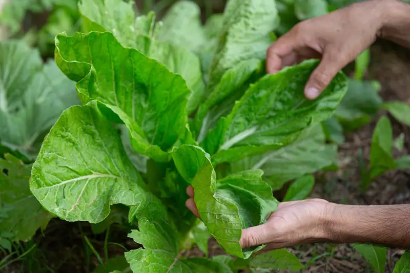 Hands gently inspecting a young tobacco plant